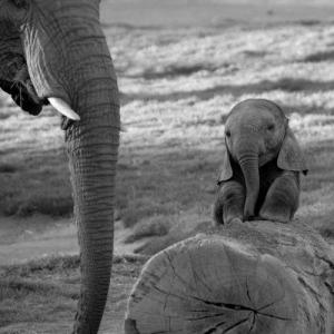 baby elephant