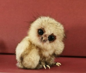 baby owl