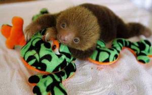 tiny sloth